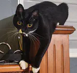 Feral Cats in Puerto Rico