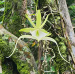 Speciation and Pollination of Ghost Orchids in La Hispaniola