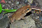 Of Toads and May beetles