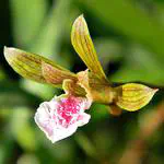 Explosive range expansion of Eulophia graminea (Orchidaceae) in Puerto Ricio and the West Indies