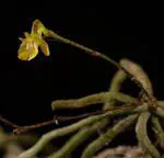 A new miniature ghost orchid appears in the Dominican Republic