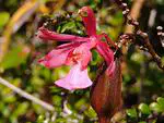 Host suitability for germination differs from that of later stages of development in a rare epiphytic orchid